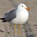 California Gull